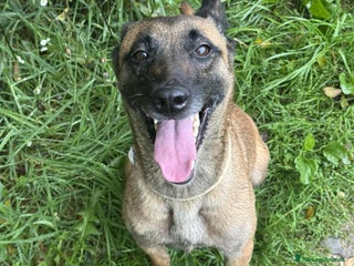 Pastore Belga cani Splendidi PASTORI BELGA MALINOIS cercano famiglie! - Annuncio 24