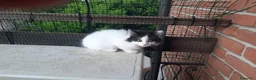 Siberiano gatti in vendita: Cucciolini di gatto siberizno cresciuti in casa - Annuncio 8