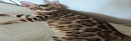Bengala gatti in vendita: Cuccioli gattini bengale pronti - Annuncio 21