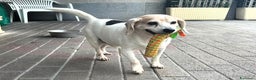 Meticcio cani in regalo: BALOO MINI BEAGLE - Annuncio 4