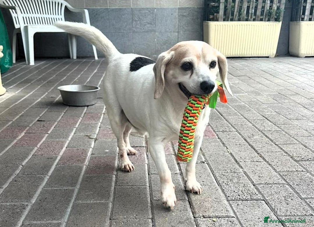 Meticcio cani in regalo: BALOO MINI BEAGLE - Annuncio 4
