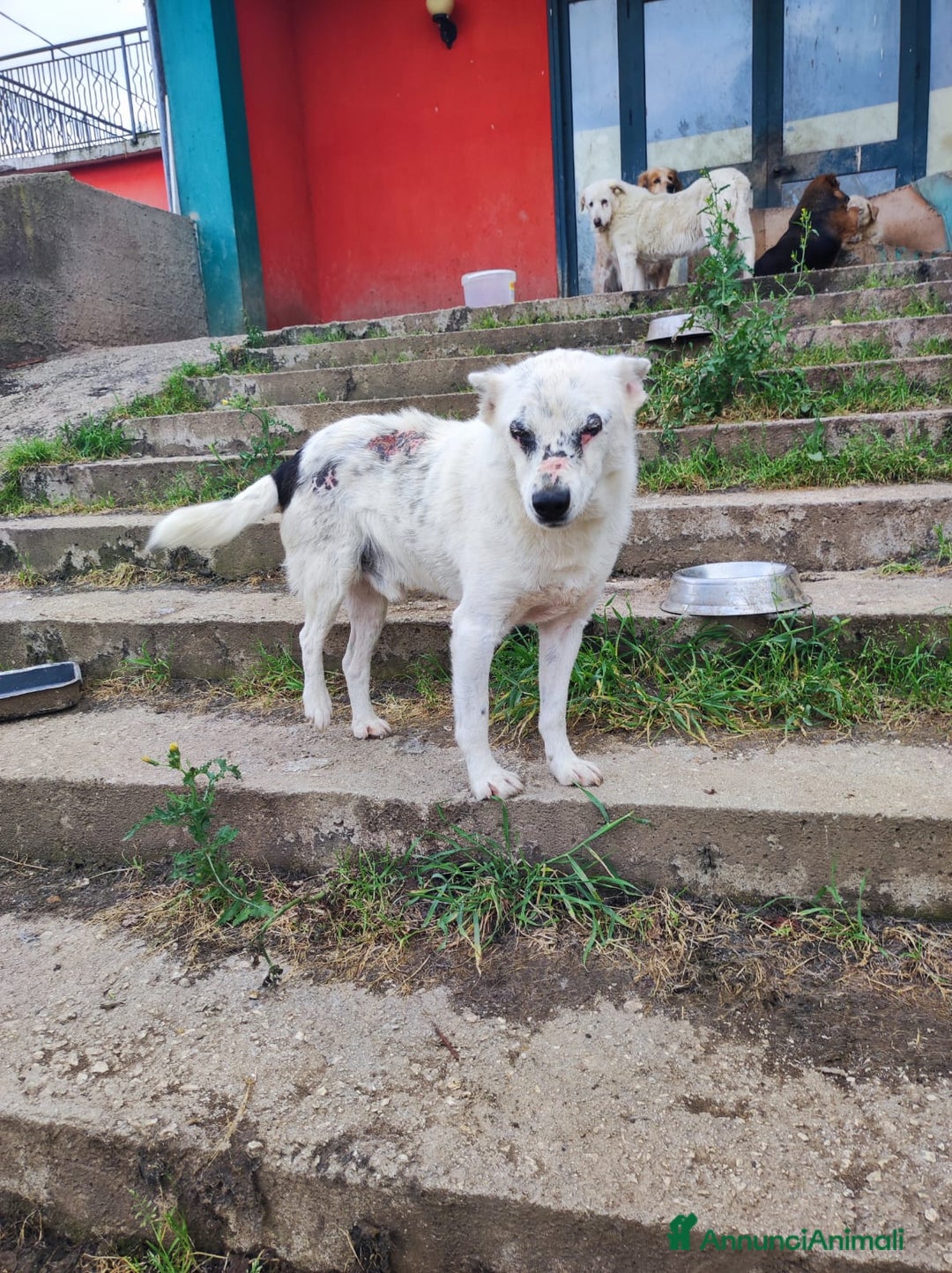 Meticcio cani in regalo: MARIO  a Provincia di Avellino - Immagine 5