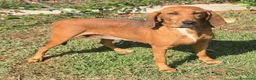 Segugio cani in regalo: Eugenia 3 anni segugia  - Annuncio 5