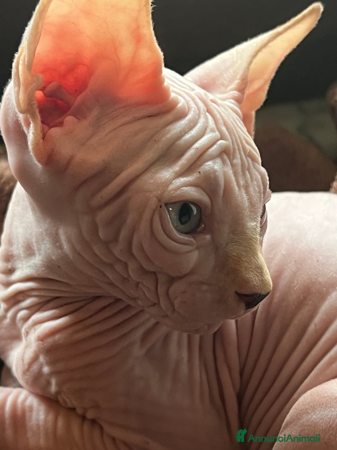 Sphynx gatti in vendita: Sphynx  a Città metropolitana di Roma Capitale - Annuncio 7