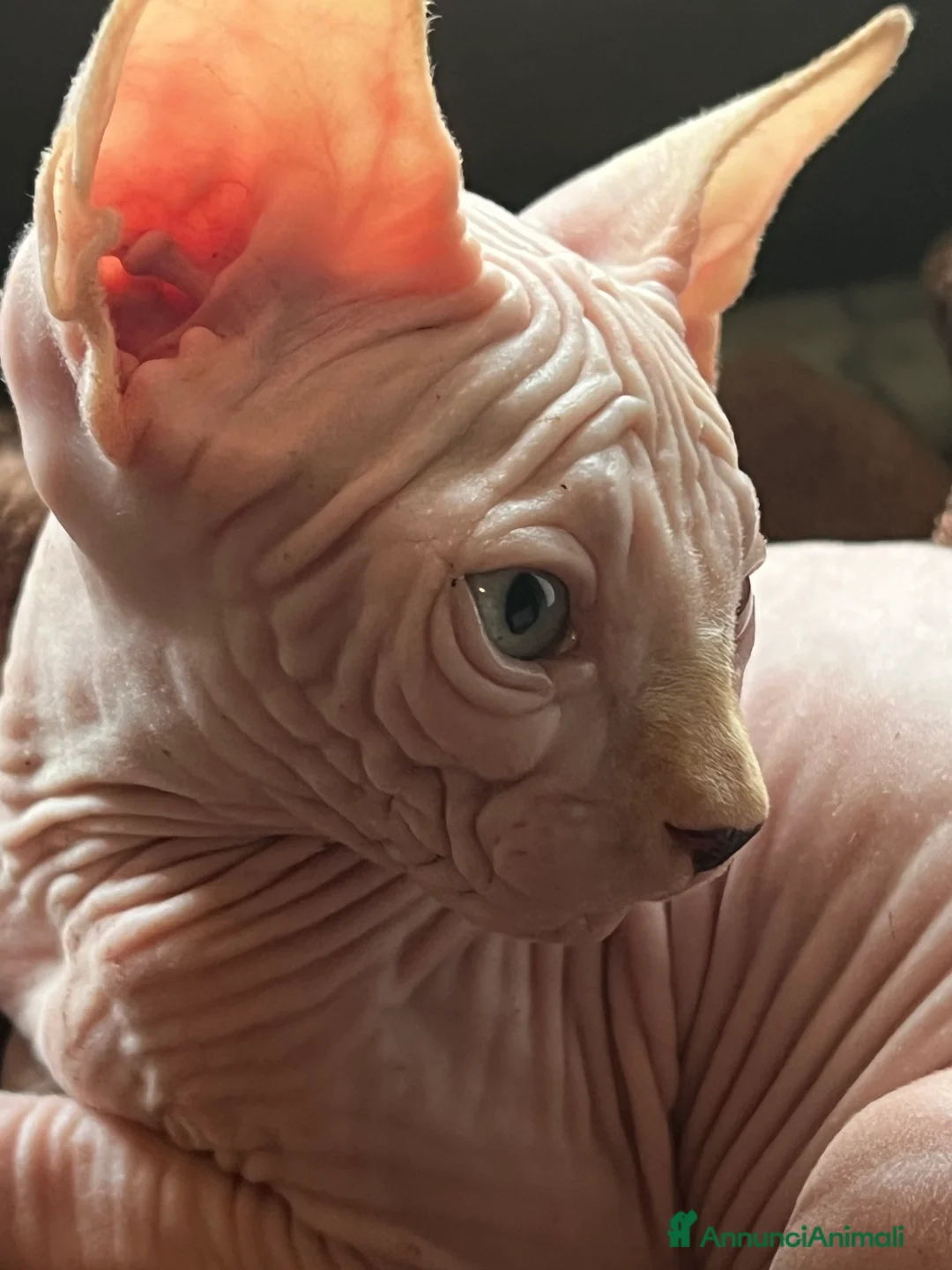 Sphynx gatti in vendita: Sphynx  a Città metropolitana di Roma Capitale - Annuncio 7