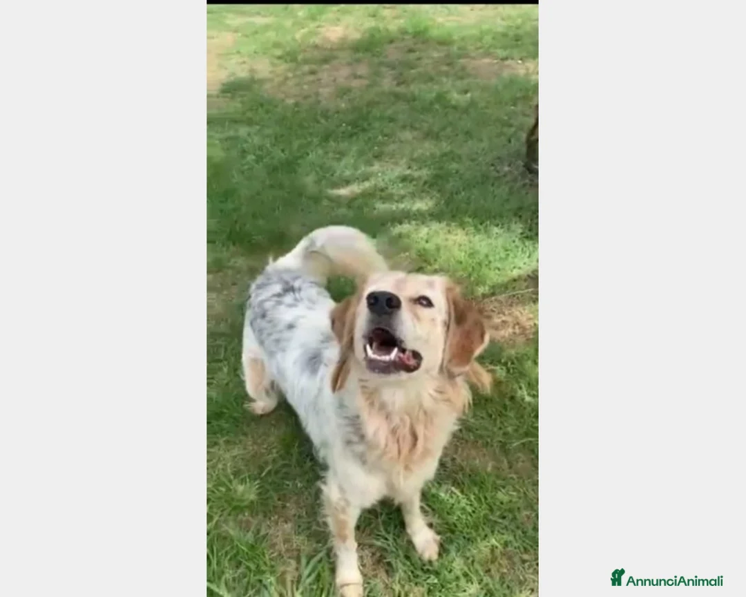 Meticcio cani in regalo: SALVATO DALLA FAME 3ANNI FA!ANCORA IN BOX!NAPOLI a Milano - Annuncio 4