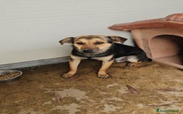 Meticcio cani in regalo: Andrea: 1anno taglia contenuta timido dolce  a Città Metropolitana di Genova - Immagine 17