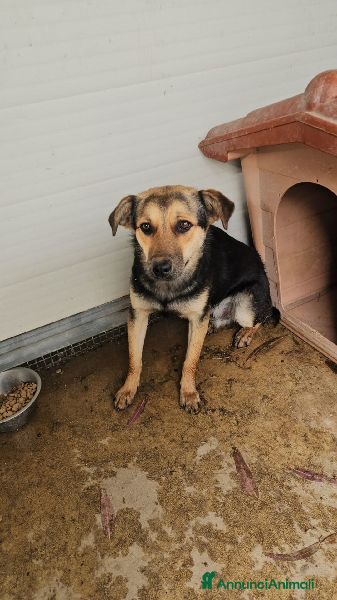 Meticcio cani in regalo: Andrea: 1anno taglia contenuta timido dolce  a Città Metropolitana di Genova - Immagine 17