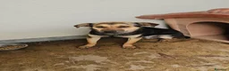 Meticcio cani in regalo: Andrea: 2 anni, timido e dolce - Annuncio 17