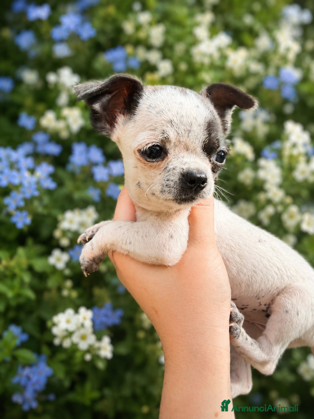 Chihuahua cani in vendita: Chihuahua toy a Provincia di Savona - Annuncio 2
