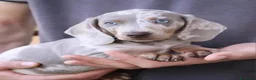 Bassotto cani in vendita: Bassotti toy a Provincia di Trieste - Annuncio 1
