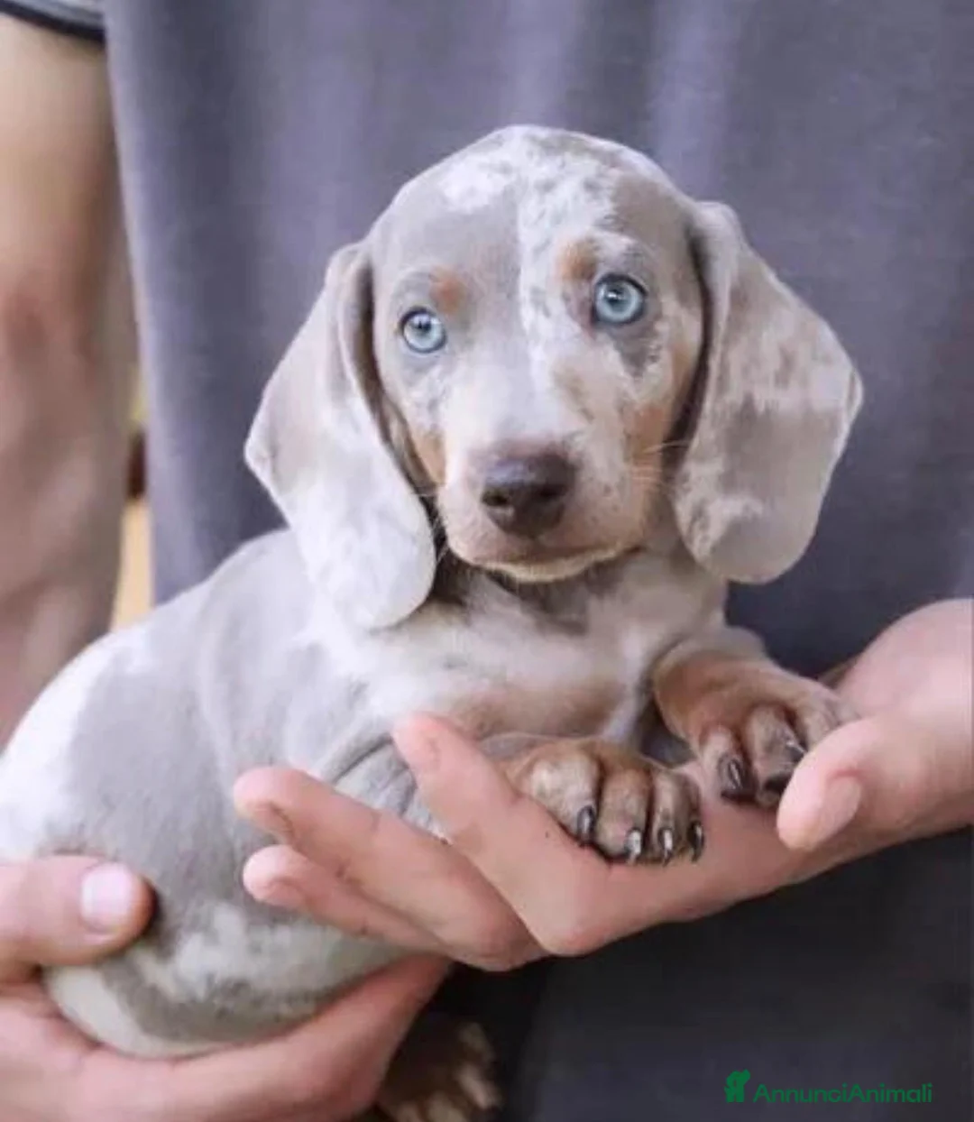 Bassotto cani in vendita: Bassotti toy a Provincia di Trieste - Annuncio 1