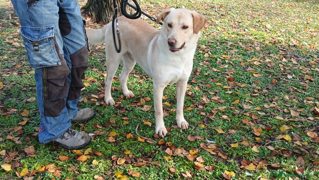 Labrador cani in regalo: CESARE INC LABRADOR NON VUOLE STARE IN CANILE - Annuncio 3