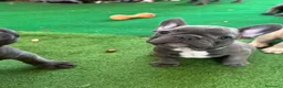 Bulldog Francese cani in vendita: Bulldog francese  - Annuncio 21