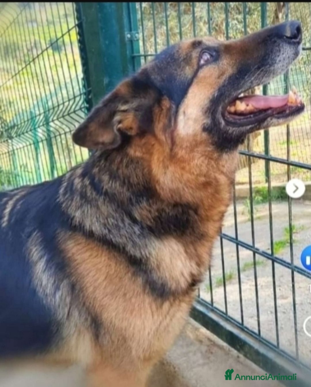 Pastore Tedesco cani in regalo: Pastore Tedesco 9anni sopravvissuto!!SICILIA  a Città metropolitana di Milano - Immagine 3