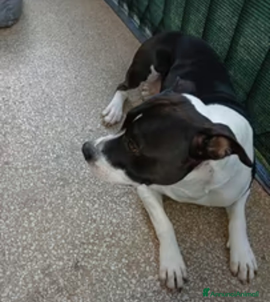 American Staffordshire cani in regalo: Amstaff  - Annuncio 1