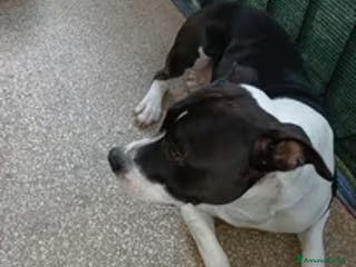 American Staffordshire cani Amstaff - Annuncio 3