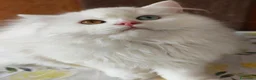 Scottish gatti in vendita: Valentino maschio e Vanilla femmina - Annuncio 5