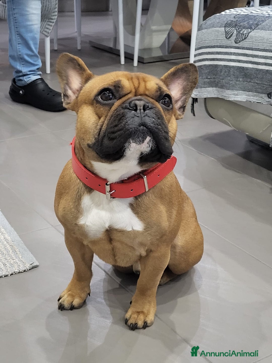 Bulldog Francese cani per accoppiamento: Nico in cerca di una fidanzatina  - Annuncio 5