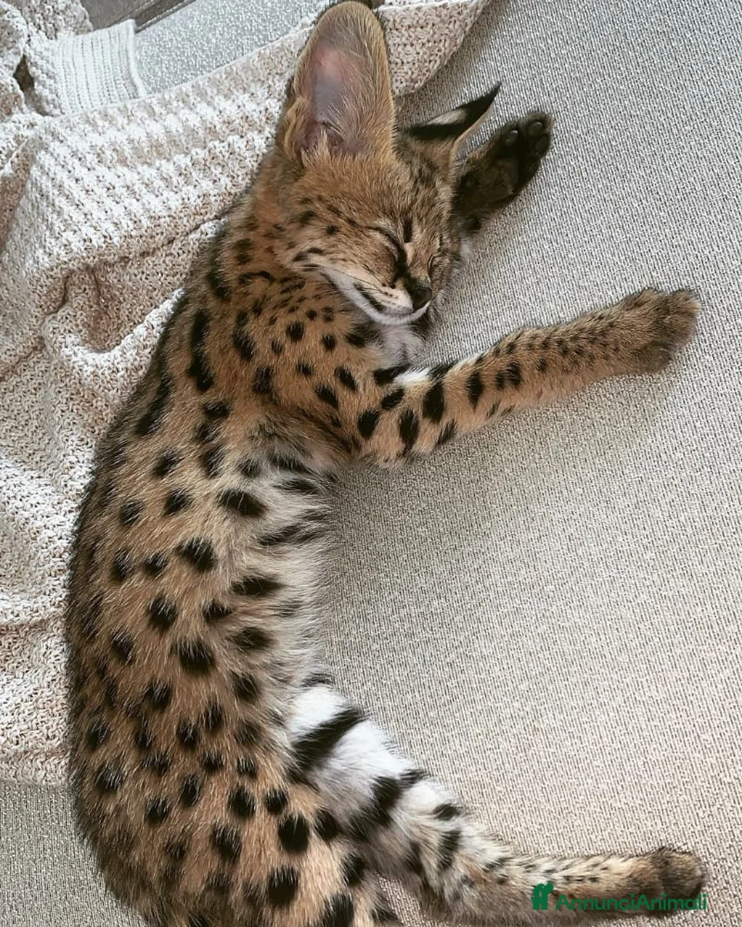 Savannah gatti in vendita: Gatto savannah f5 maschio e femmina - Annuncio 5