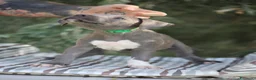 Pitbull cani in vendita: Cuccioli Pit Bull con pedigree anche a rate - Annuncio 11