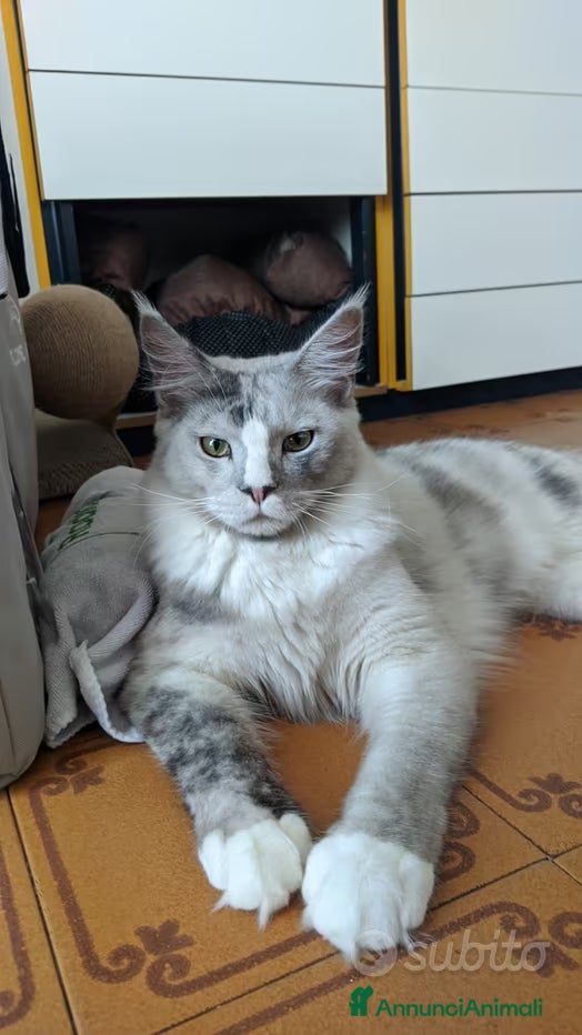 Maine Coon gatti Maine coon white-silver per monta - Annuncio 1