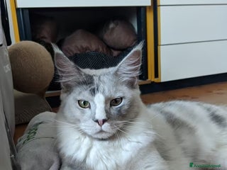 Maine Coon gatti Maine coon white-silver per monta - Annuncio 1