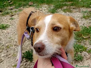 Meticcio cani CLIP UN CANE VERAMENTE SFORTUNATO - Annuncio 37