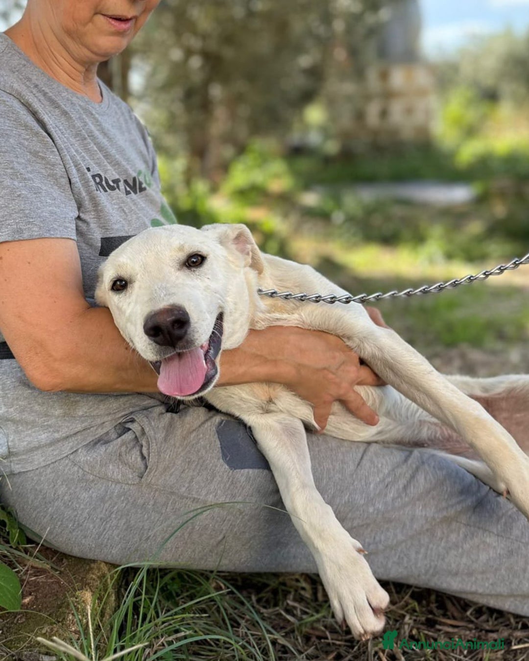 Altre razze cani in regalo: livia e loretta - Annuncio 4