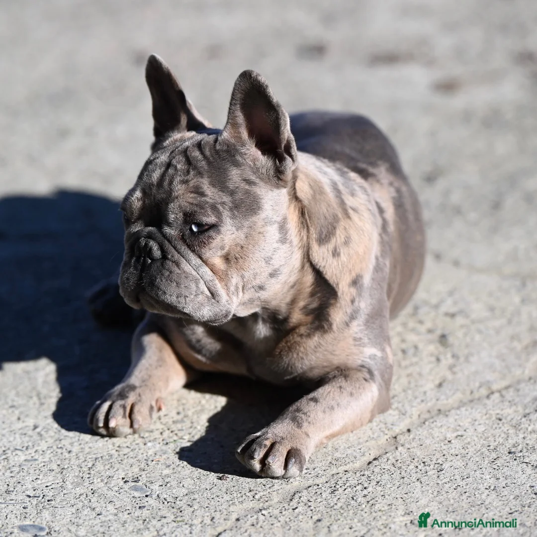 Bulldog Francese cani in vendita: Bulldogghini 💙🩷 - Annuncio 2
