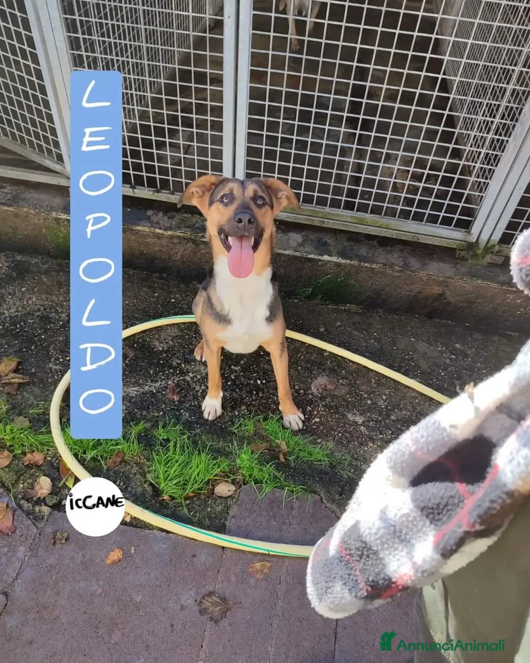 Altre razze cani in regalo: Leopoldo 1 anno a Provincia di Viterbo - Annuncio 1