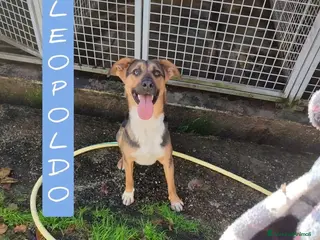 Altre razze cani Leopoldo 1 anno a Provincia di Viterbo - Annuncio 7
