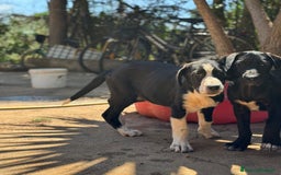 Altre razze cani in regalo: DANA DOLY DORIS 4 MESI (23/02/25) a Provincia di Bergamo - Immagine 15