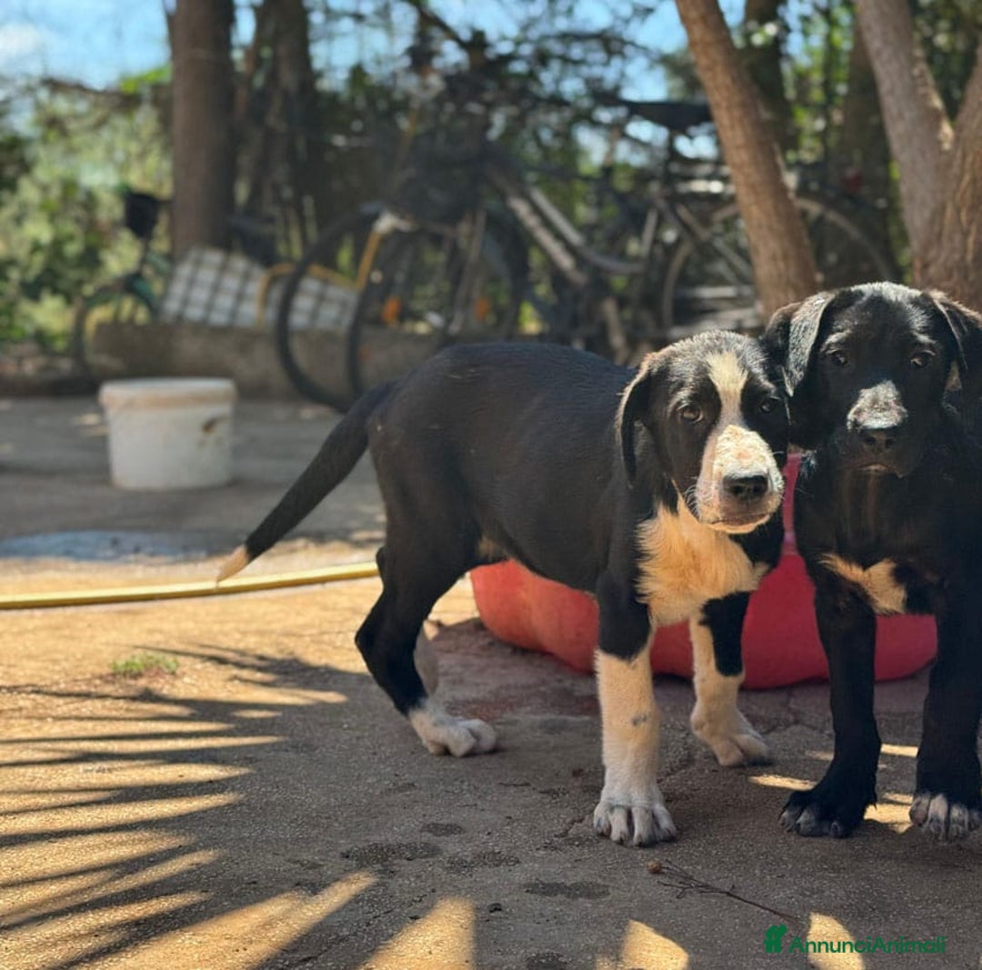 Altre razze cani in regalo: DANA DOLY DORIS 4 MESI (23/02/25) a Provincia di Bergamo - Immagine 15
