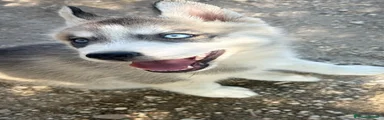 Husky 2
