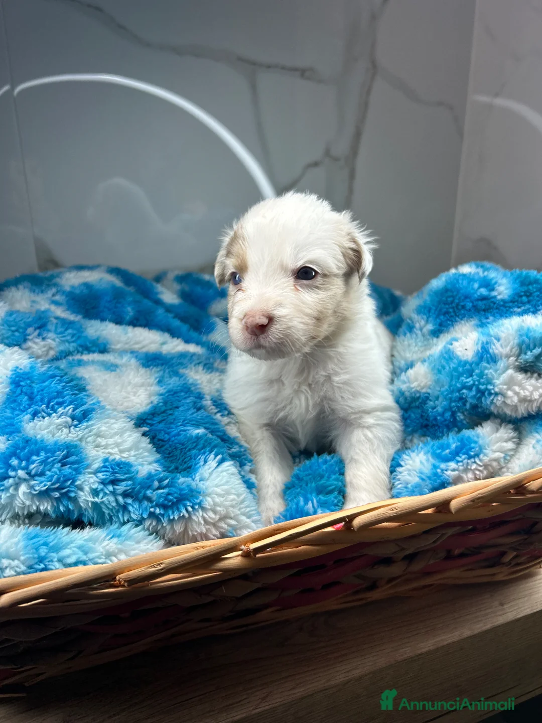Australian Shepherd cani in vendita: Cuccioli pastore australiano  a Provincia di Padova - Annuncio 2