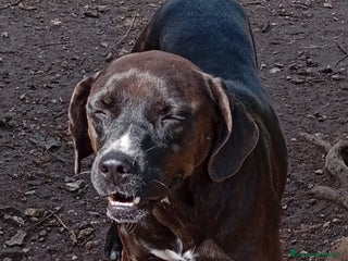 Meticcio cani Ciccia mix Labrador marrone 4/5anni,in canile SUD - Annuncio 2