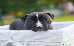 American Staffordshire cani in vendita: Allevamento Amstaff In Puglia Cuccioli in Italia a Provincia di Potenza - Annuncio 1