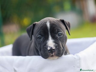 American Staffordshire cani Allevamento Amstaff In Puglia Cuccioli in Italia a Provincia di Potenza - Annuncio 8