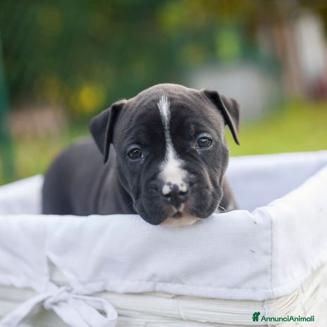 American Staffordshire cani a Provincia di Potenza - Annuncio 1