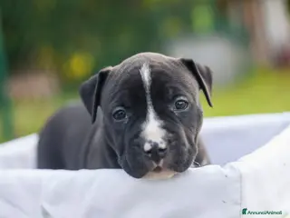 American Staffordshire cani Allevamento Amstaff In Puglia Cuccioli in Italia a Provincia di Potenza - Annuncio 23