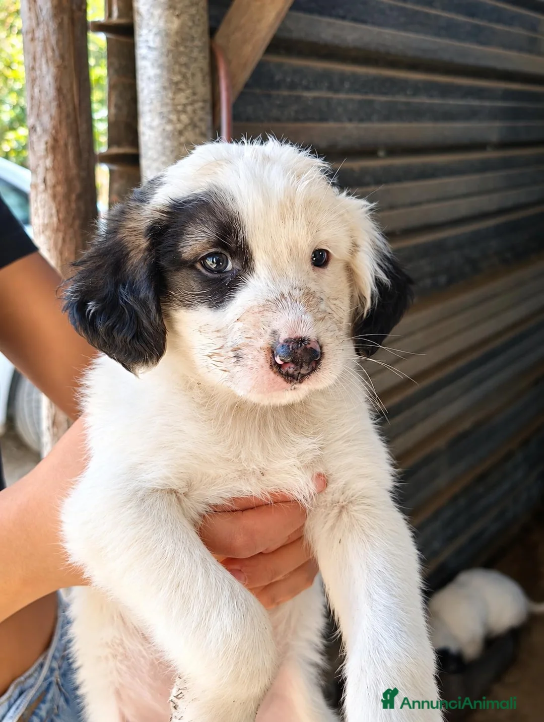Meticcio cani in regalo: Asia, taglia grande! (2mesi) - Annuncio 1