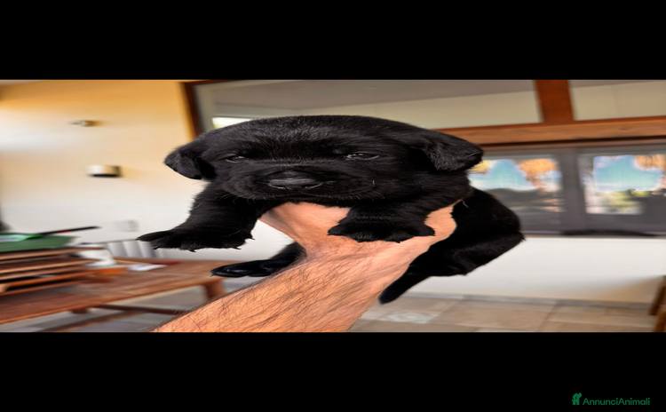 Labrador cani Labrador retriever  - Annuncio 6