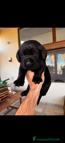 Labrador cani Labrador retriever - Annuncio 6