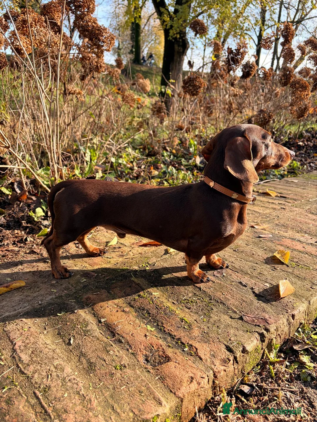 Bassotto cani per accoppiamento: BASSOTTO per MONTA - Annuncio 4