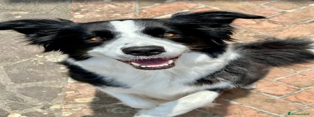 Maya