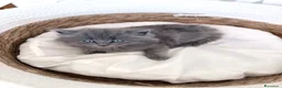 Siberiano gatti in vendita: Gattini siberiani - Annuncio 8