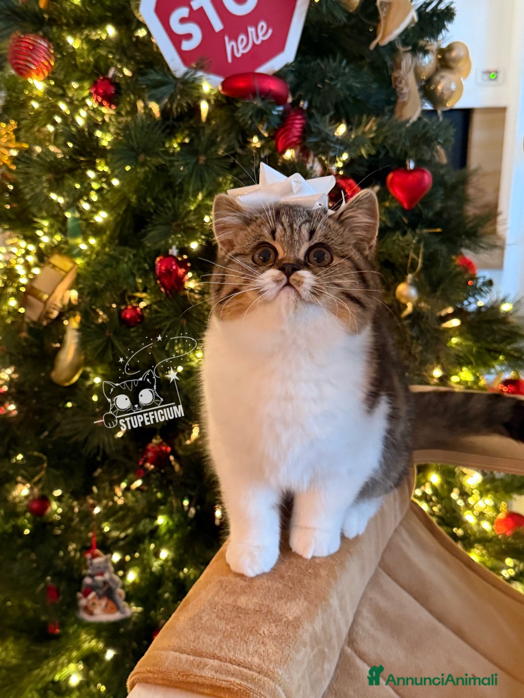 Scottish gatti in vendita: Stupeficium Amos - Scottish Straight - Annuncio 24