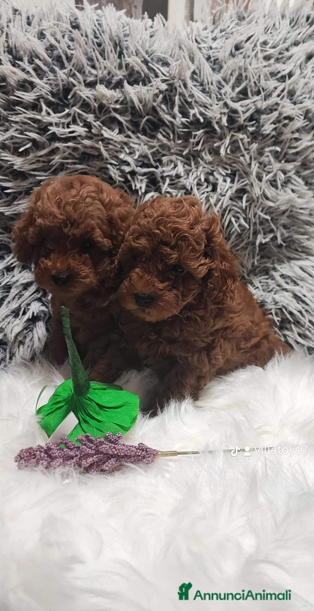 Barboncino Toy cani in vendita: Barboncino mini toy e Teacup Red brown  - Annuncio 24