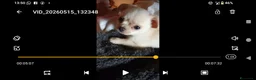 Chihuahua cani in vendita: Cuccioli di chihuahua super genealogia campioni - Annuncio 29